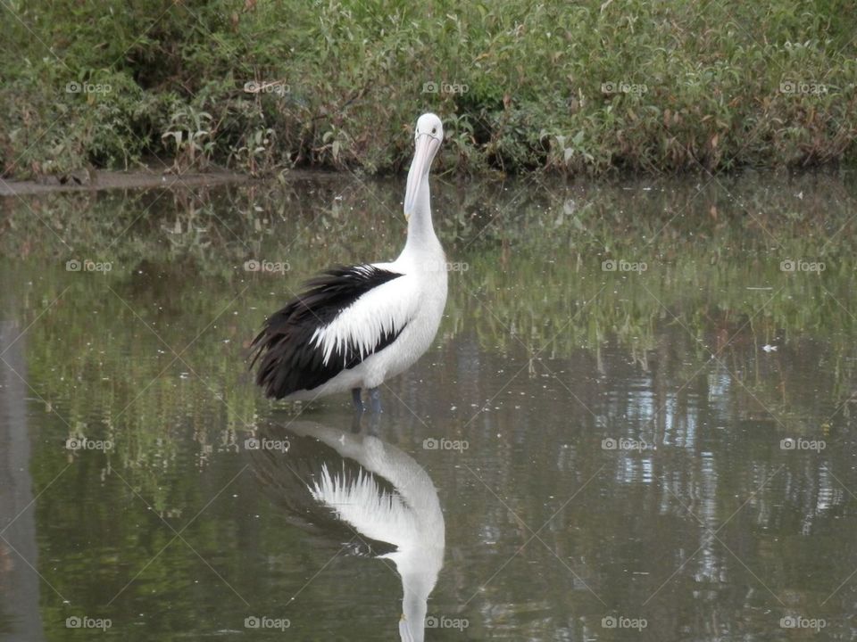 Pelican