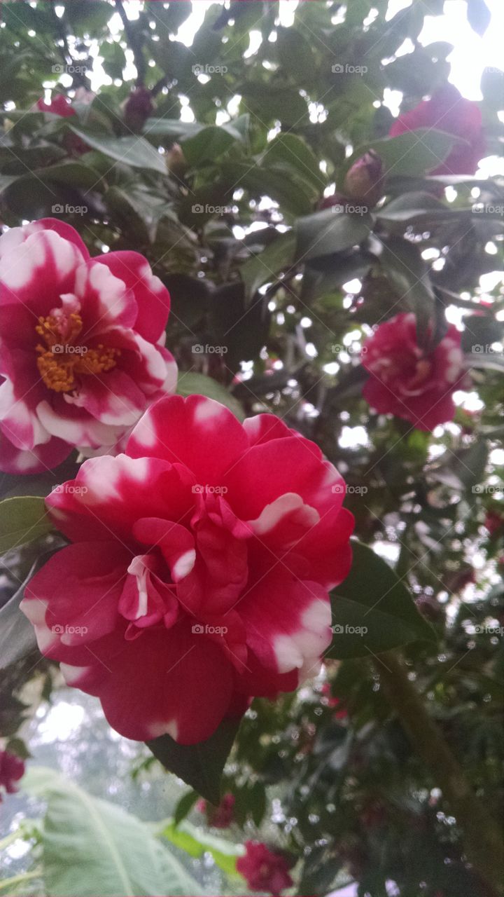 Camellias