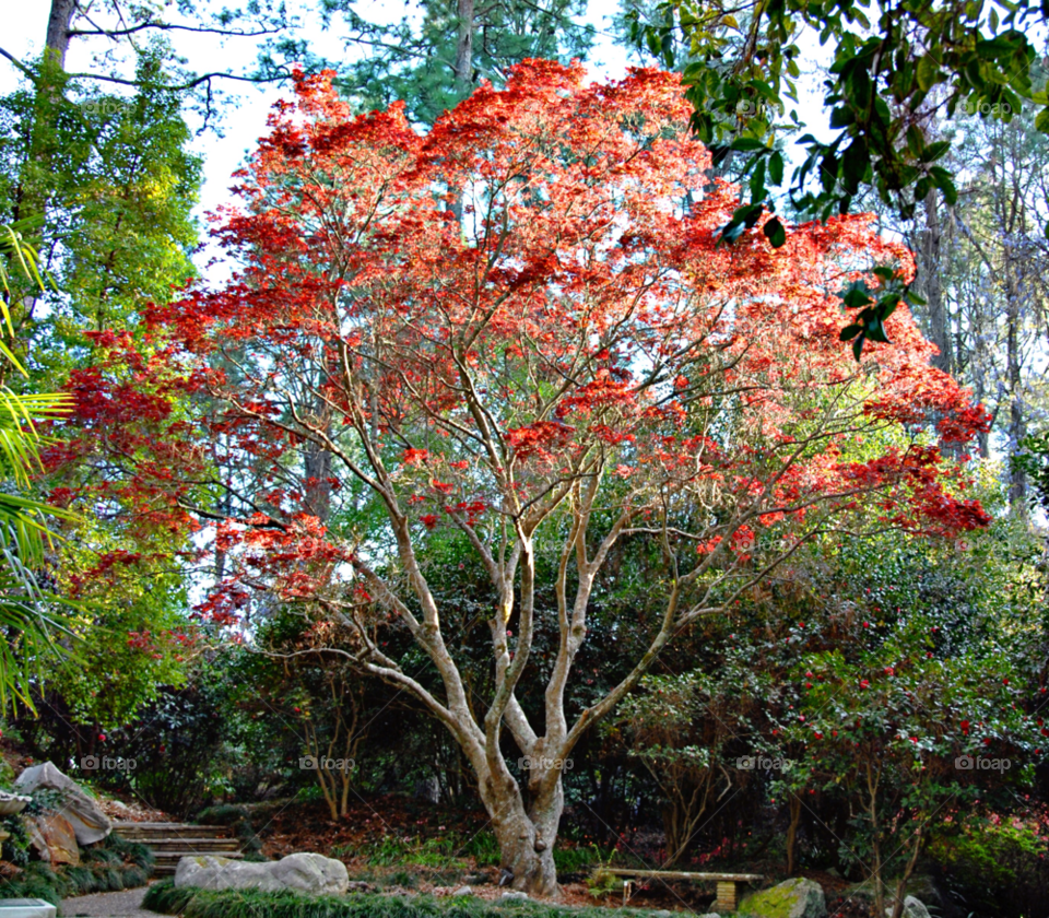 tree red leaves maple japanese maple by lightanddrawing