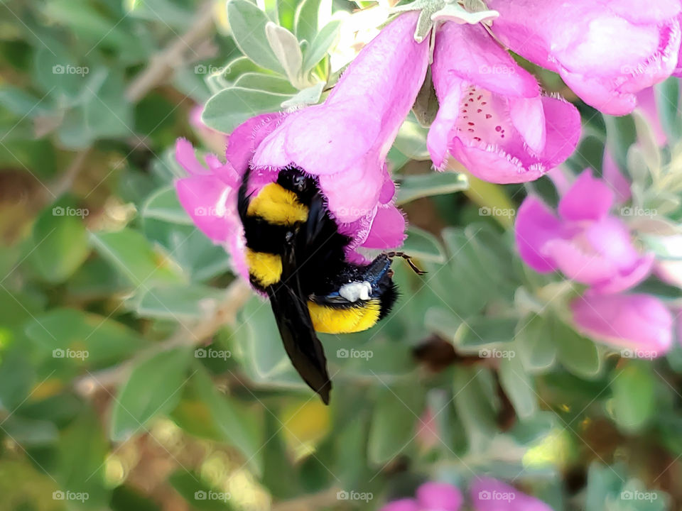 Lovely view of a fuzzy bright bold yellow and black striped bumble bee with it's face inside of a pink cenizo flower for pollination. Pink, green, yellow and black colors beautifully contrasting.