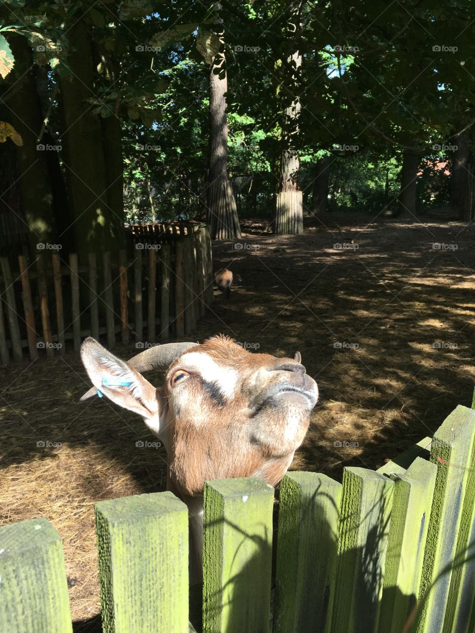 Funny picture of a goat looking forward to eat her grass