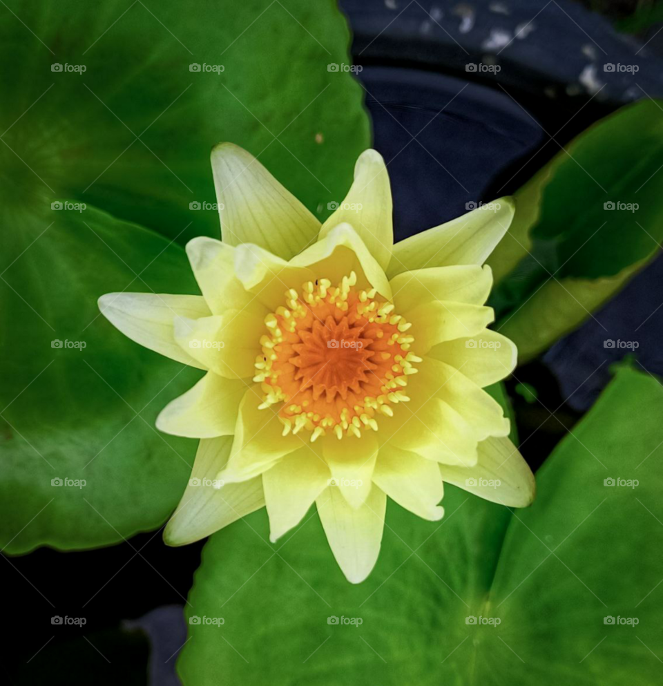 Yellow Water-lily


Nuphar lutea, the yellow water-lily, brandy-bottle, or spadderdock, is an aquatic