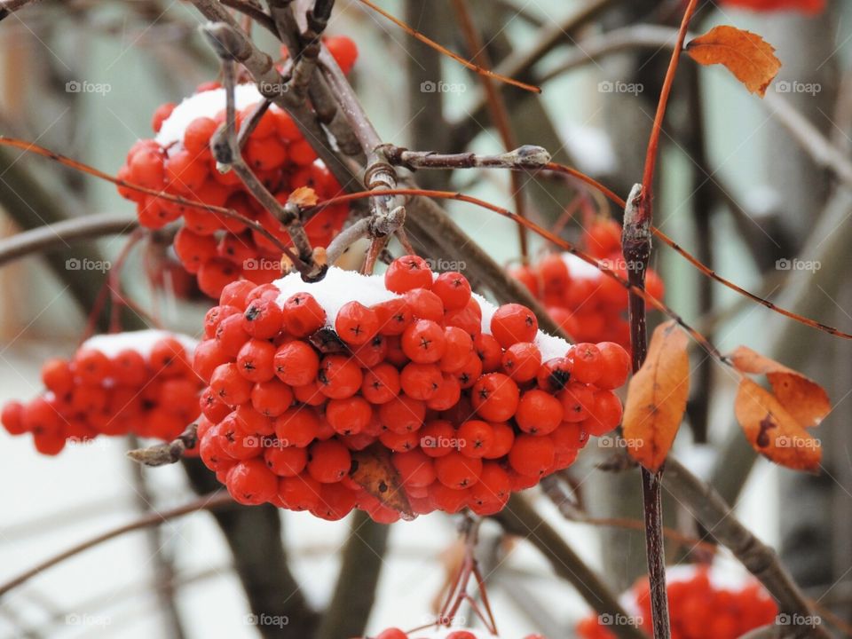 red ashberry