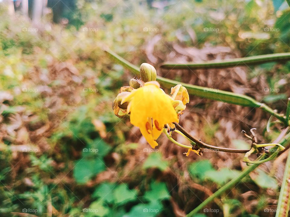flower