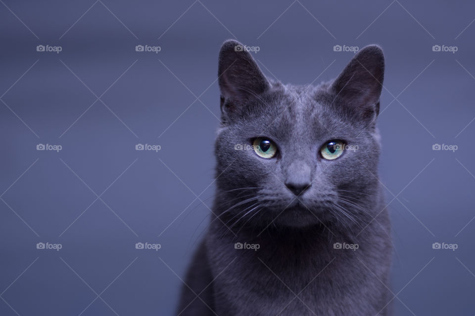 Gray Manx Cat Close Up Portrait on a Gray Background 