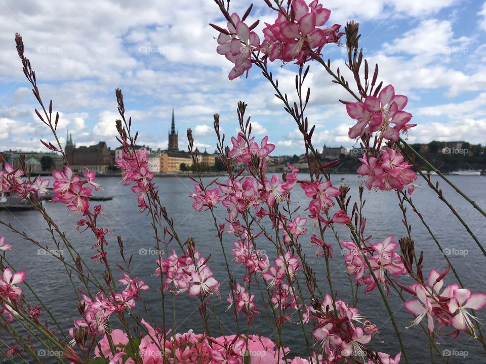 Riddarholmen 