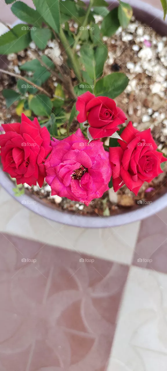 redrose