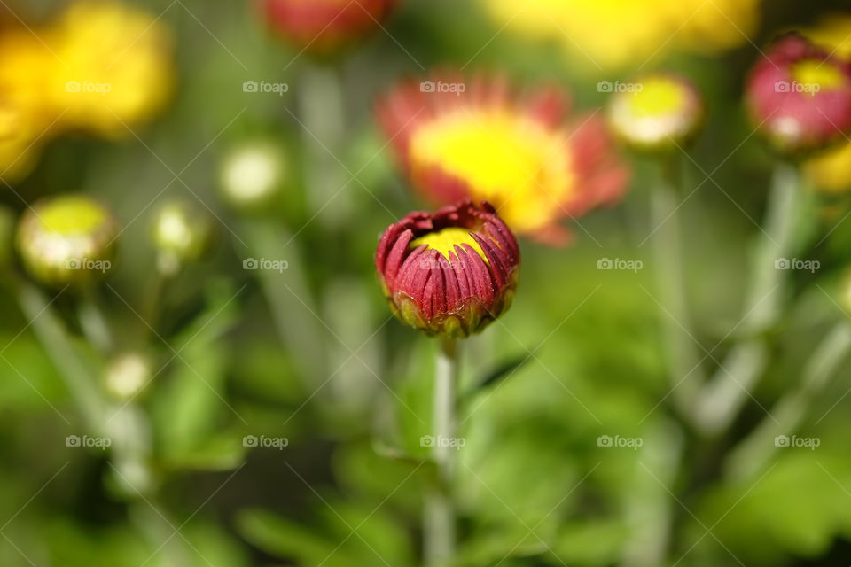 Spring flowers