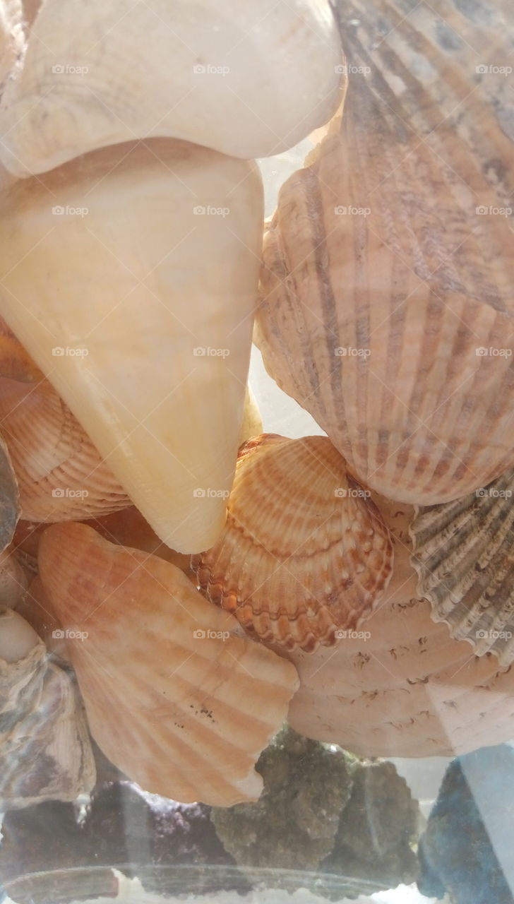 seashells