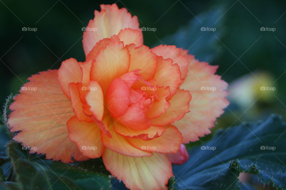 Close-up of flower