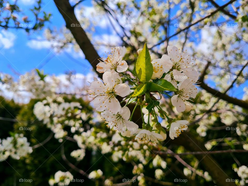 Cherry white flower
