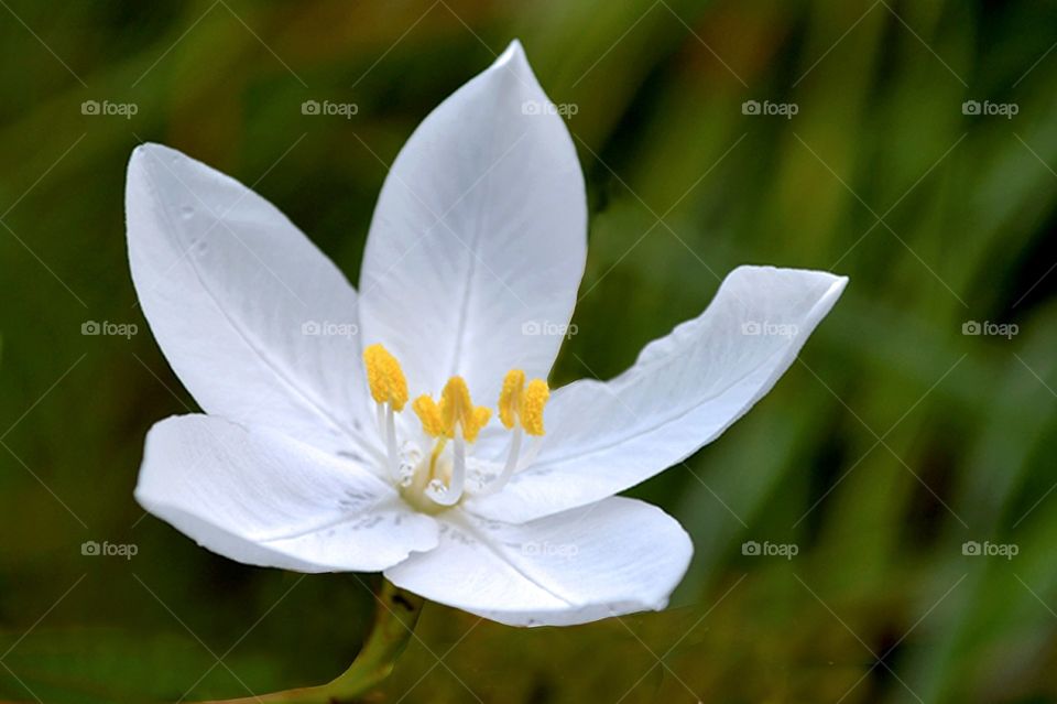 White Flower