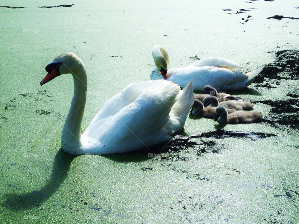 Swans 