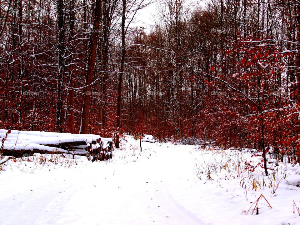 Colourful red leaves in a snowy forest