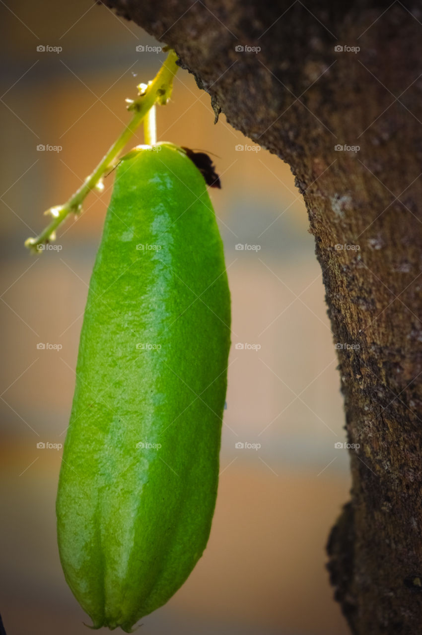 Biribiri, bilimbi, bilimbino, yellow caramboleira, sorrel or cayenne lemon, many are the names of this exotic fruit with such a striking flavor.