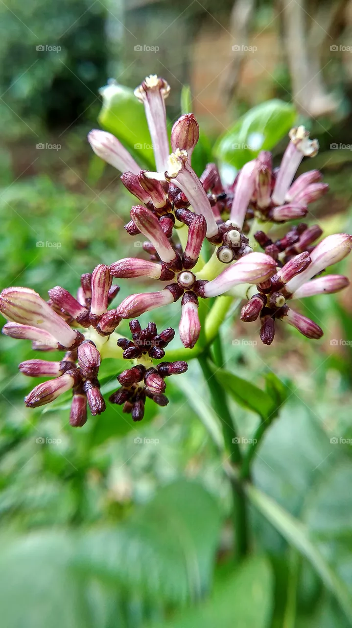 flower