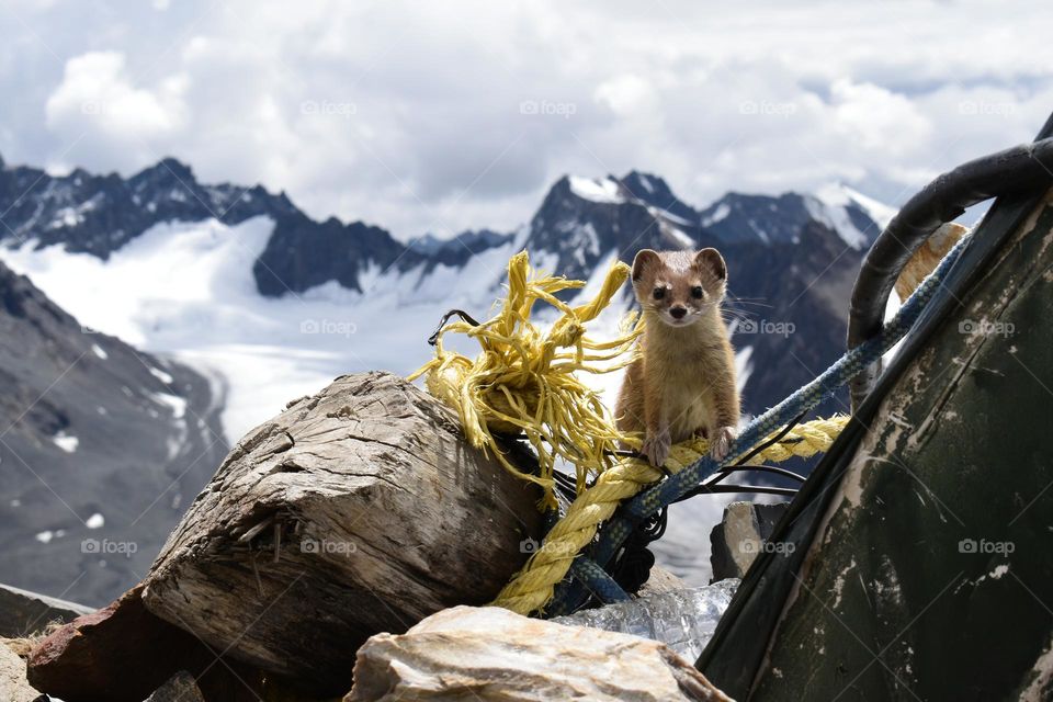 cute curious little Himalayan weasel in their natural  habitat