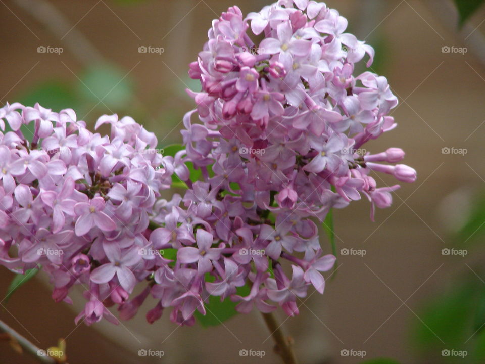 Lilacs