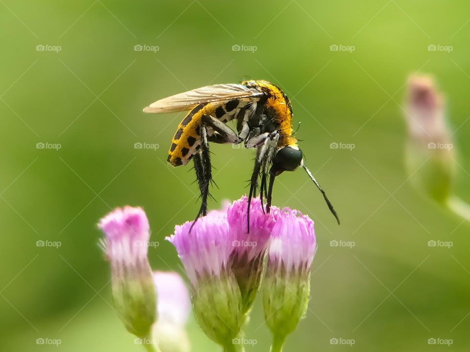 A fly on the weeds.