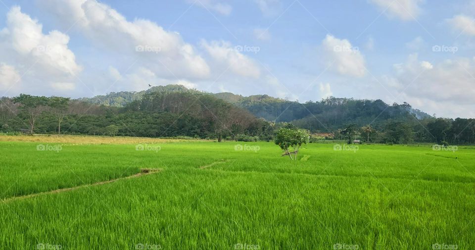 paddy field