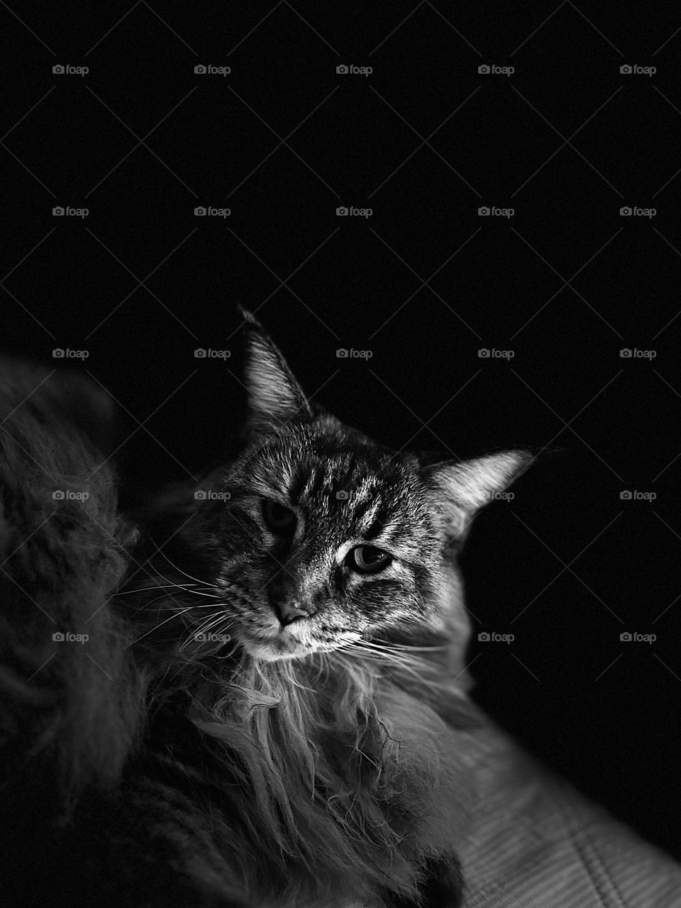 MaineCoon 