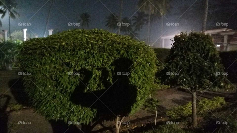 Shadow art on plant in evening.