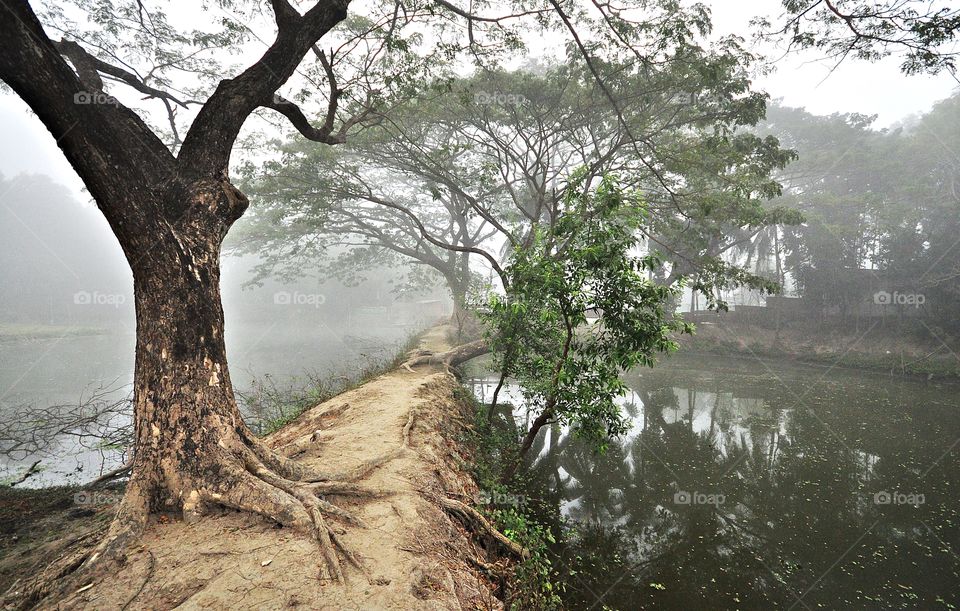 foggy morning