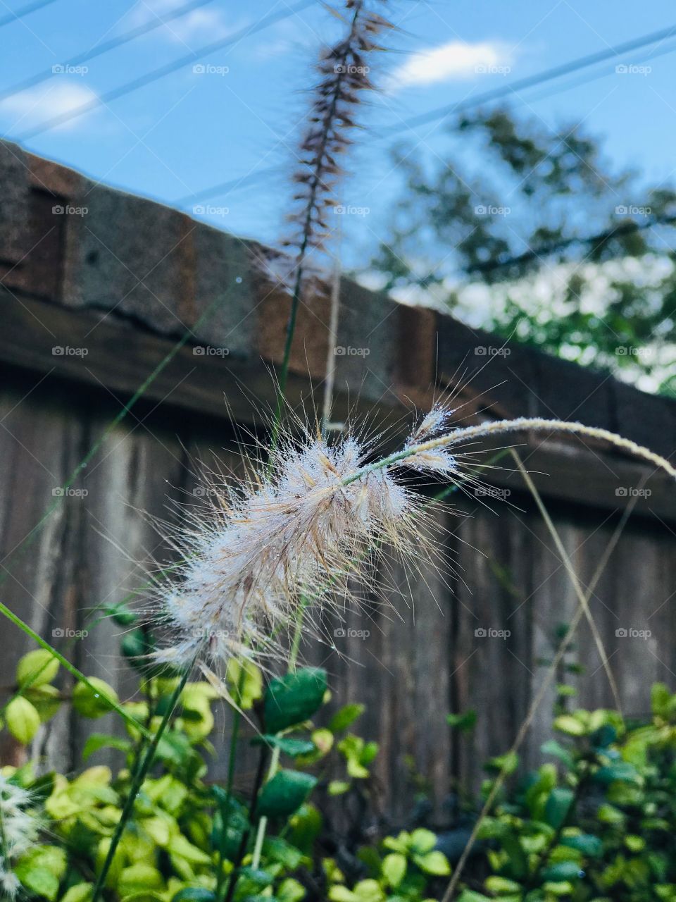 Grass flower after the rain.