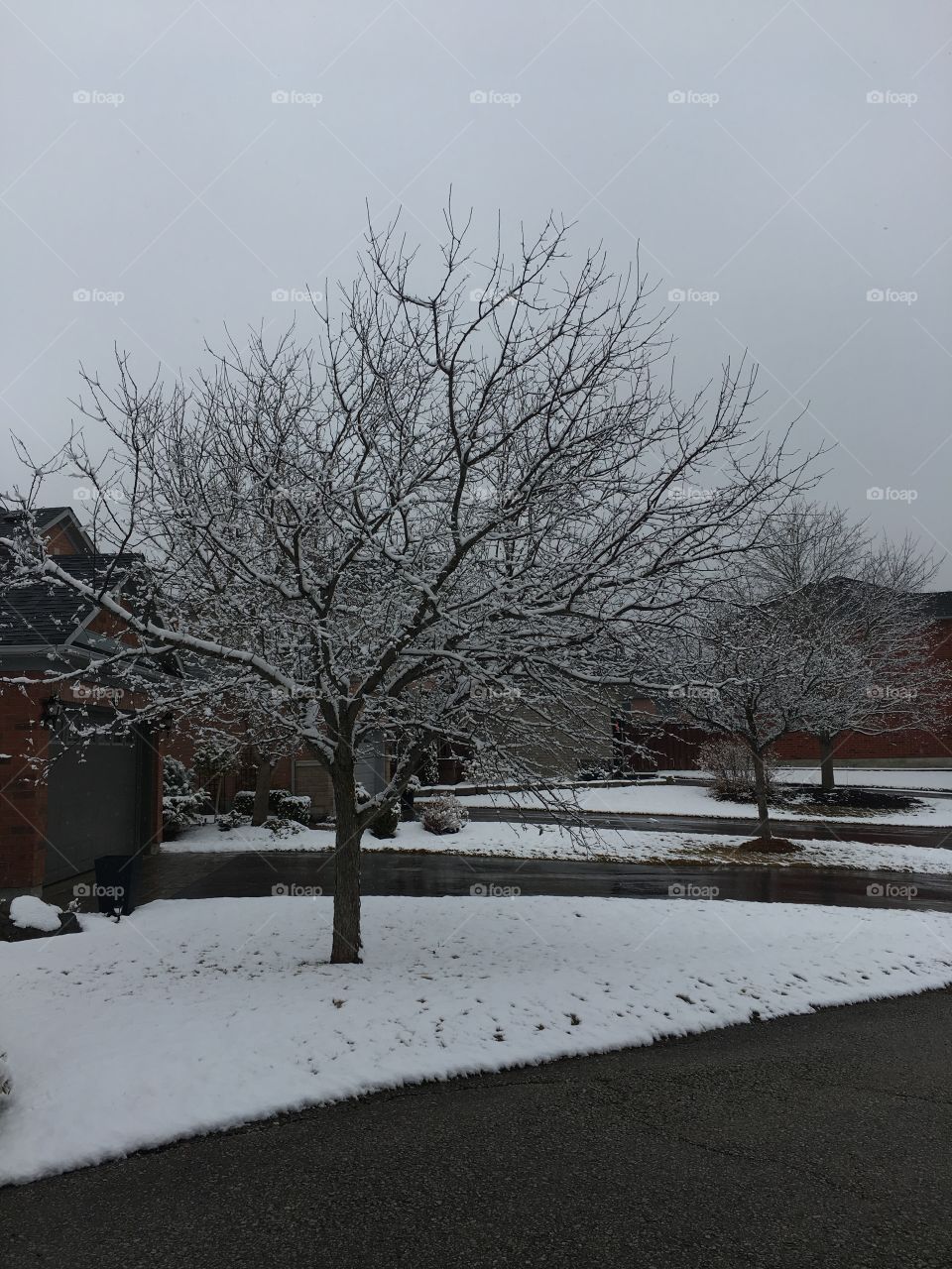 A frozen tree on a crisp winter day.