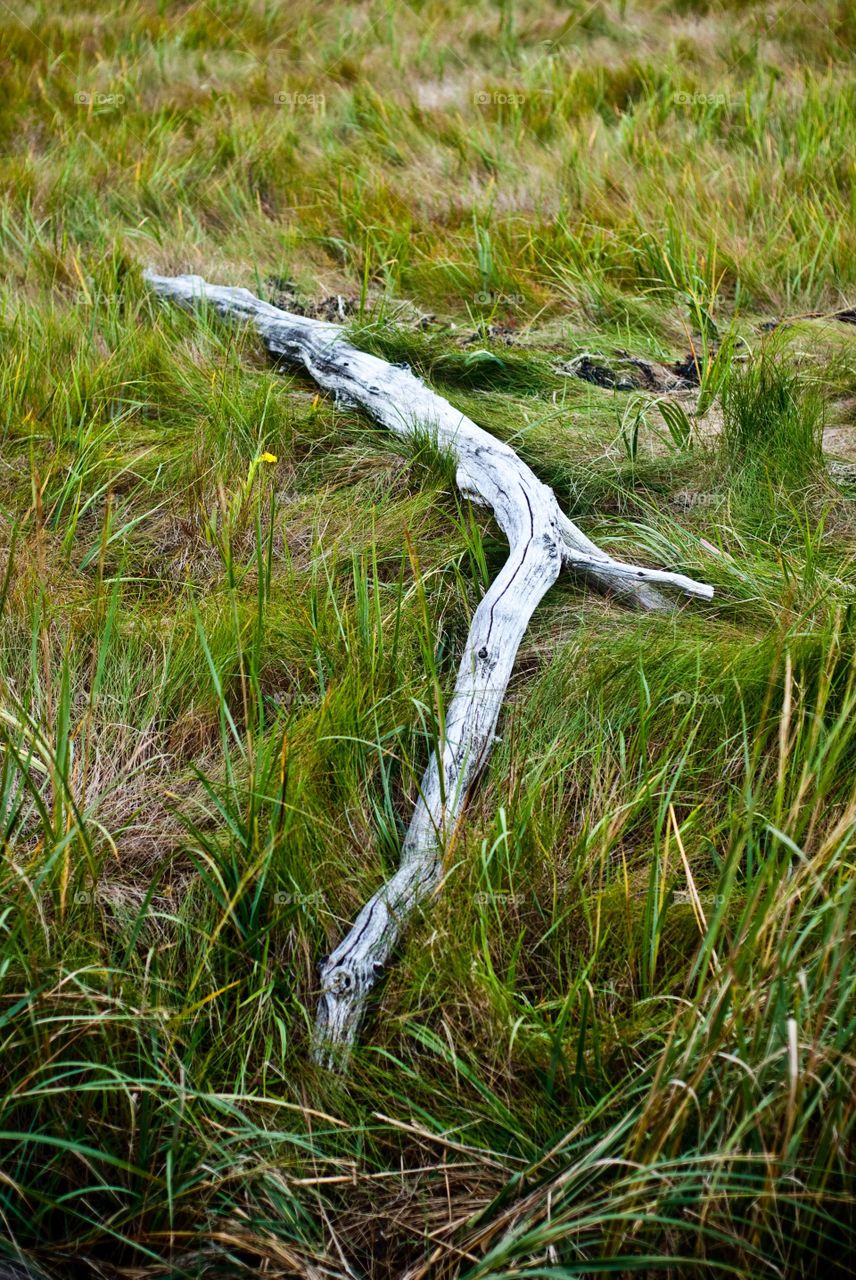 Driftwood in Marsh of Shore of Kennebunkport Maine