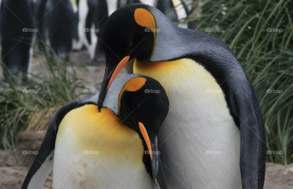 Close-up of penguines