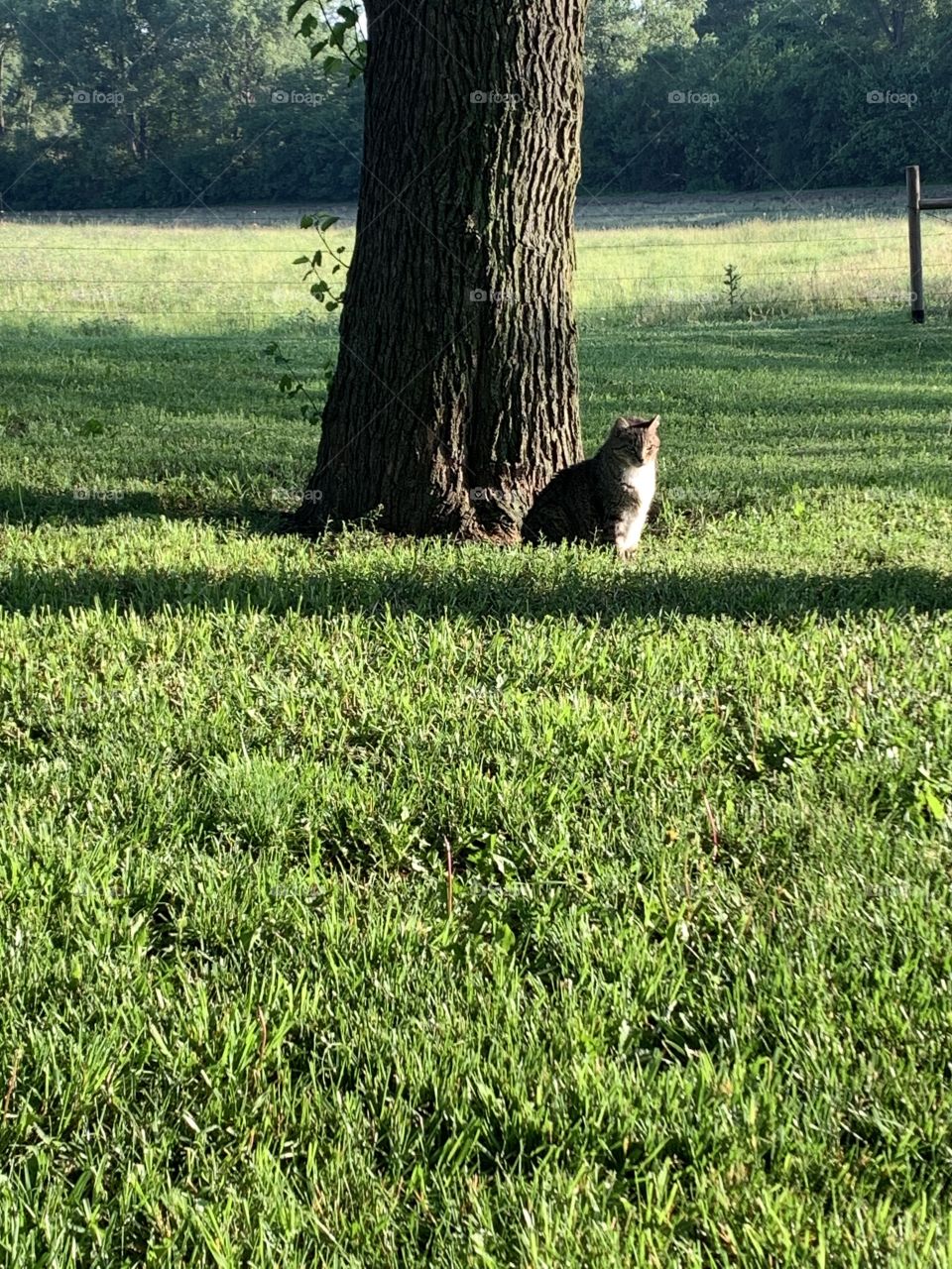 A grey tabby sitting in the grass by a large tree in the sunlight