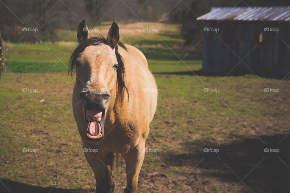 Tan Horse Standing in Pasture Laughing