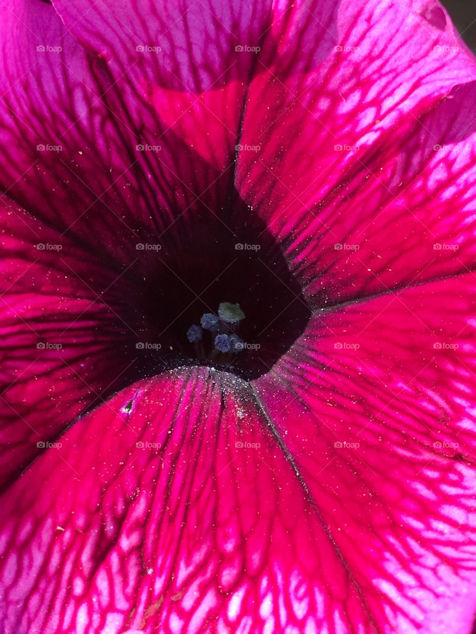 Petunia