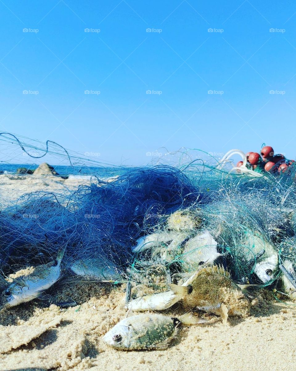 The fish, the fishing net, the sea and the sky are blue, the beauty is indescribable