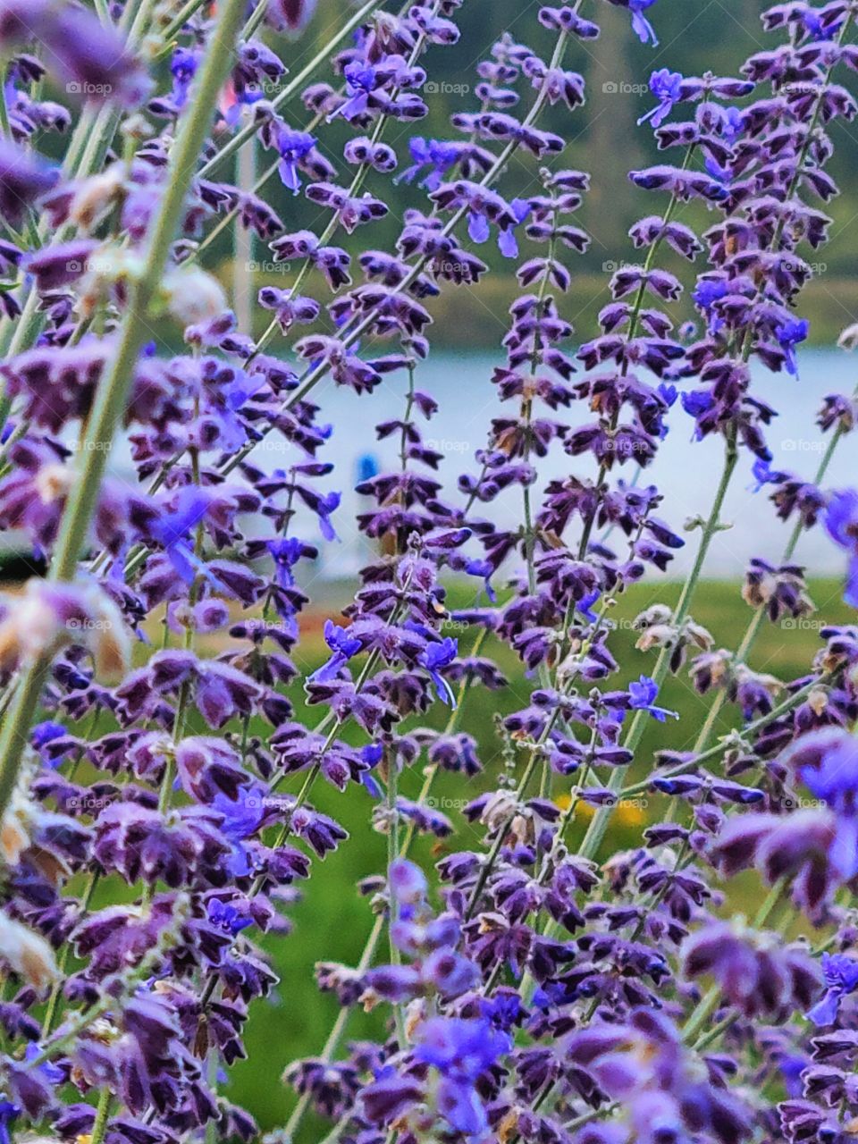 Lavender Gardens by the River