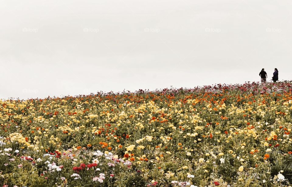 Flower Field 