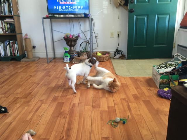 Dog Gizmo and cat Tom playing together in living room. Always playing together. 