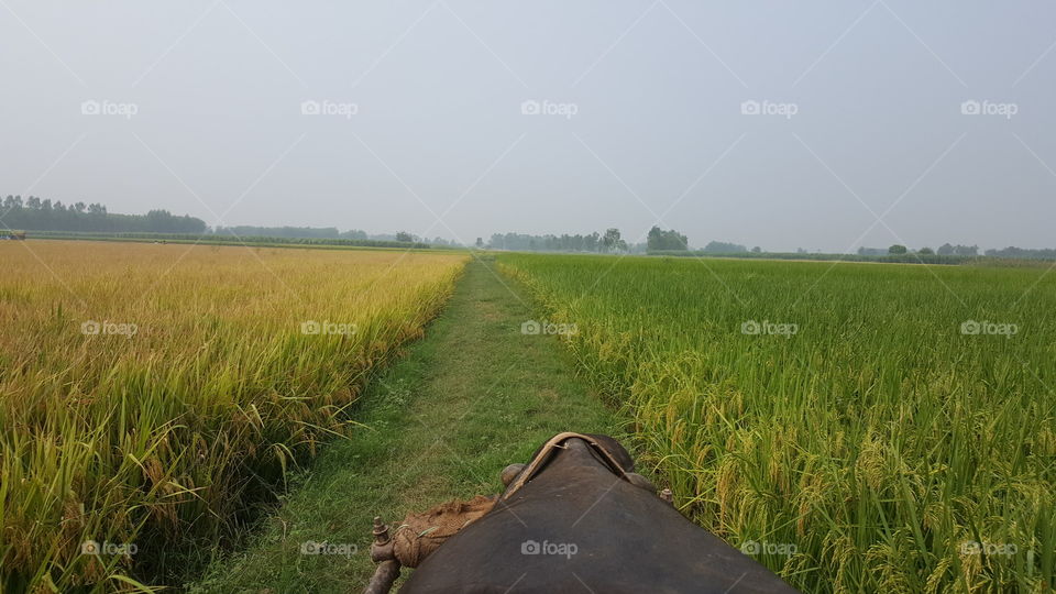 Landscape, Agriculture, Cereal, Field, Cropland
