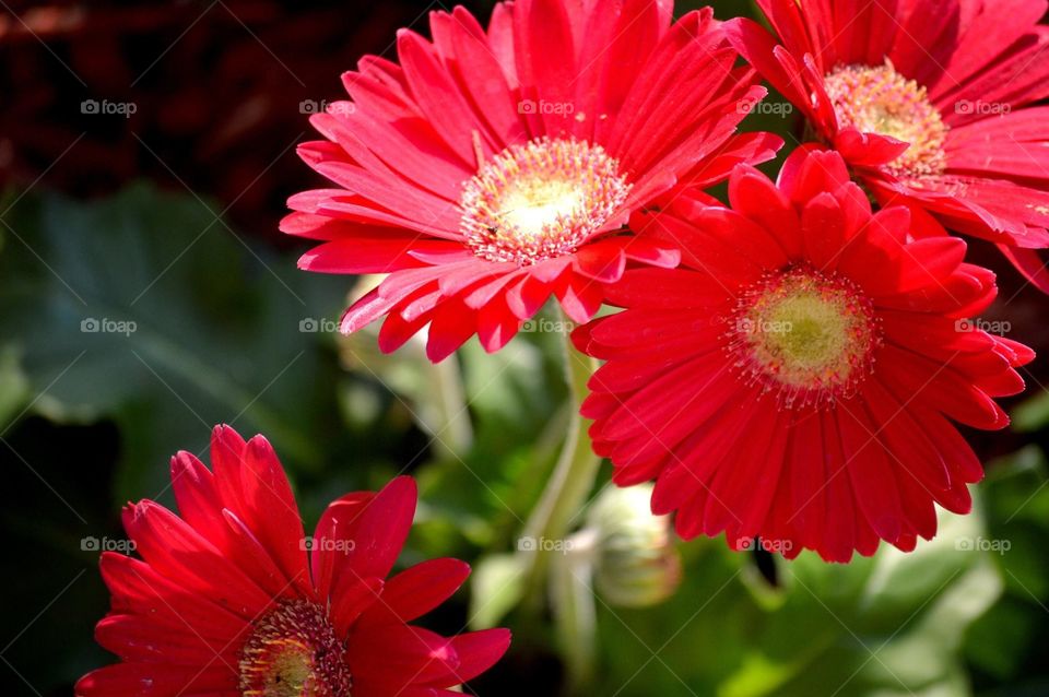 Red Gerbera daisies