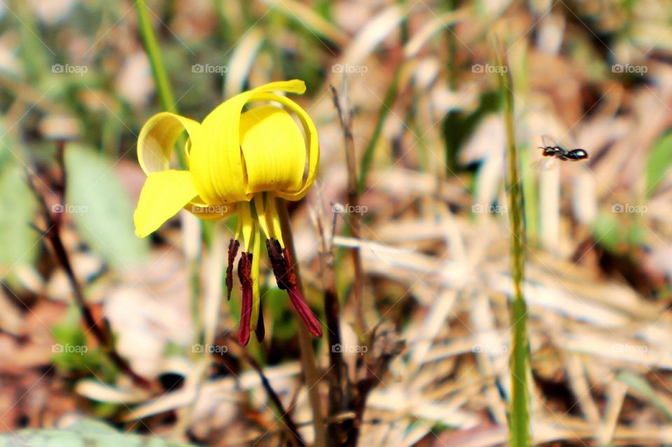 A Small Bee  On The Way To Yellow Trout Lilly. 