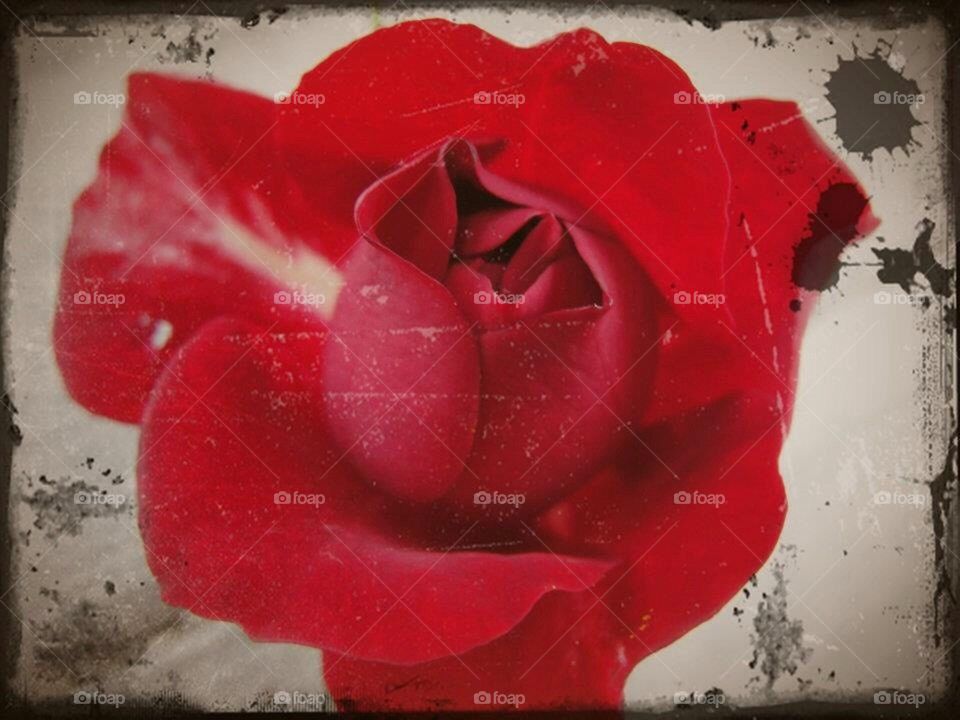 Antiqued red rose