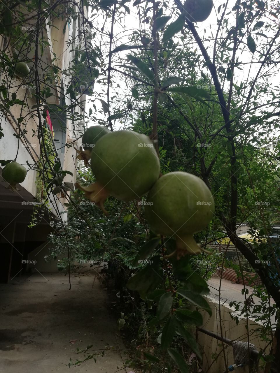 green pomegranates on white background