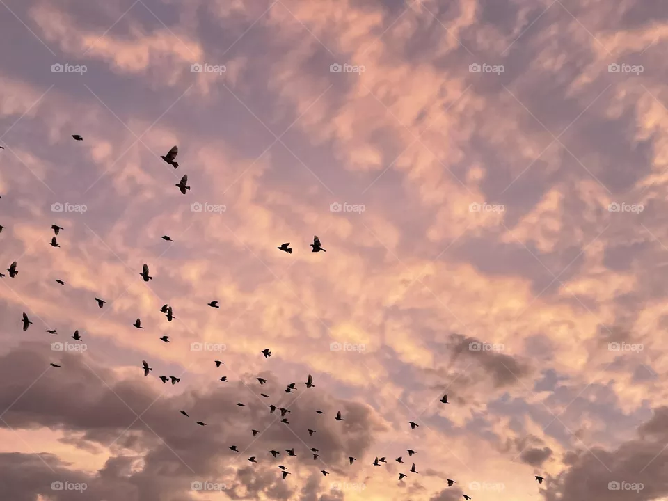 Black ravens flying across a light pink sky.