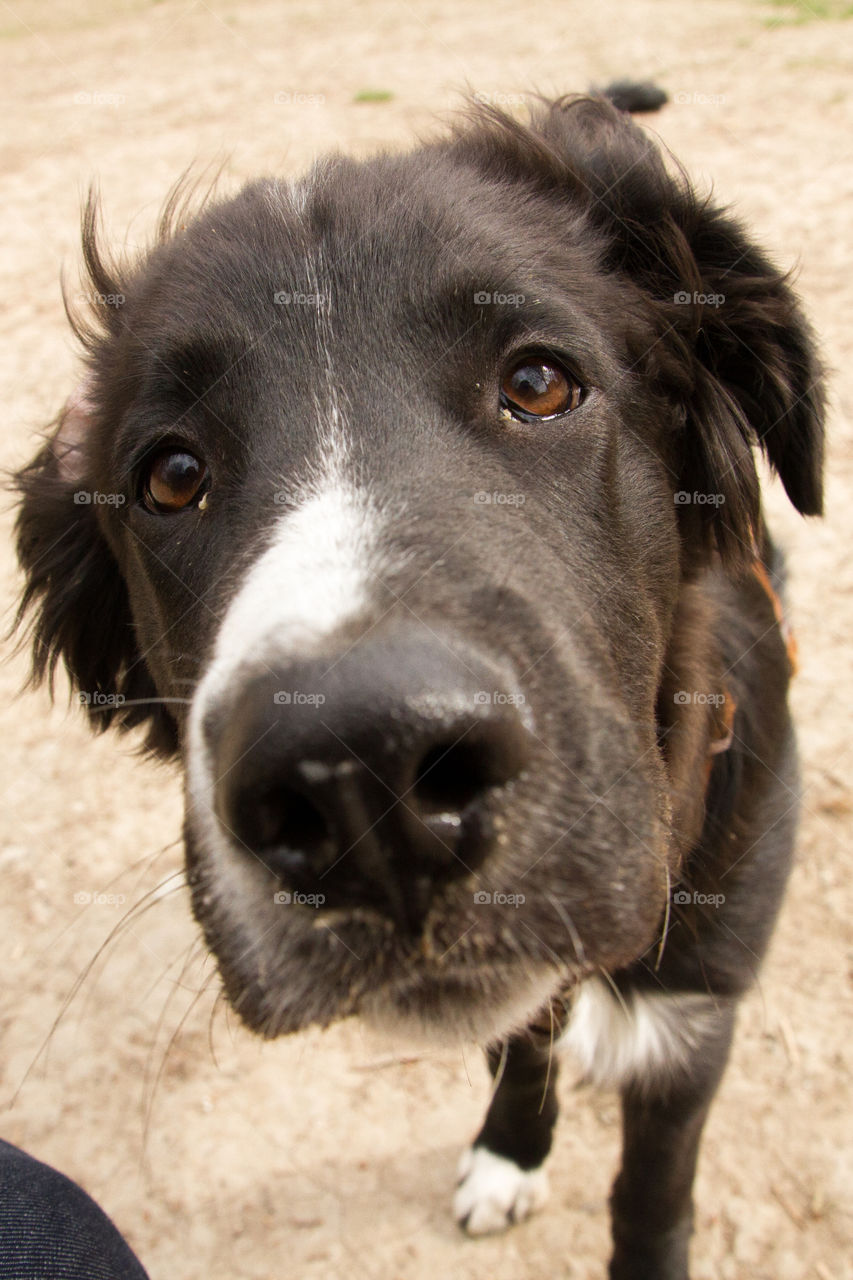 Close-up of a dog