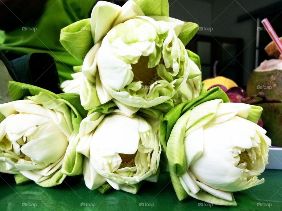 art of folding lotus