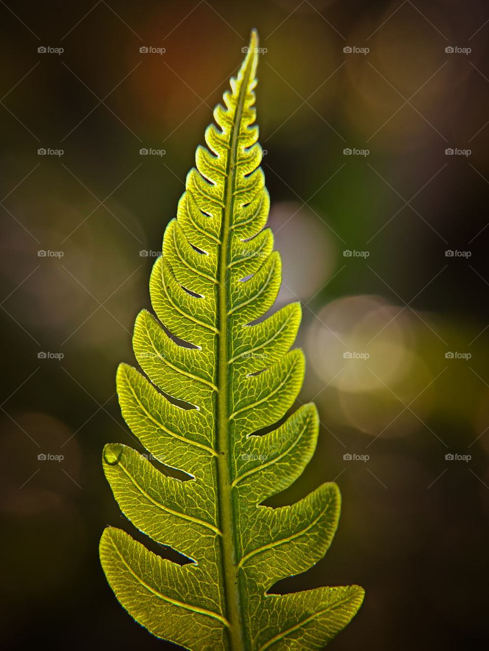 nature leaf