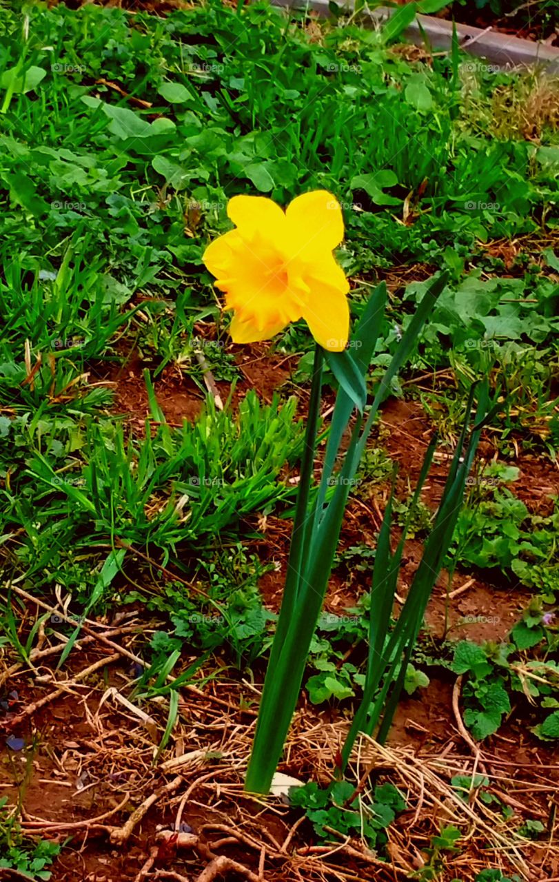 Lone Daffodil