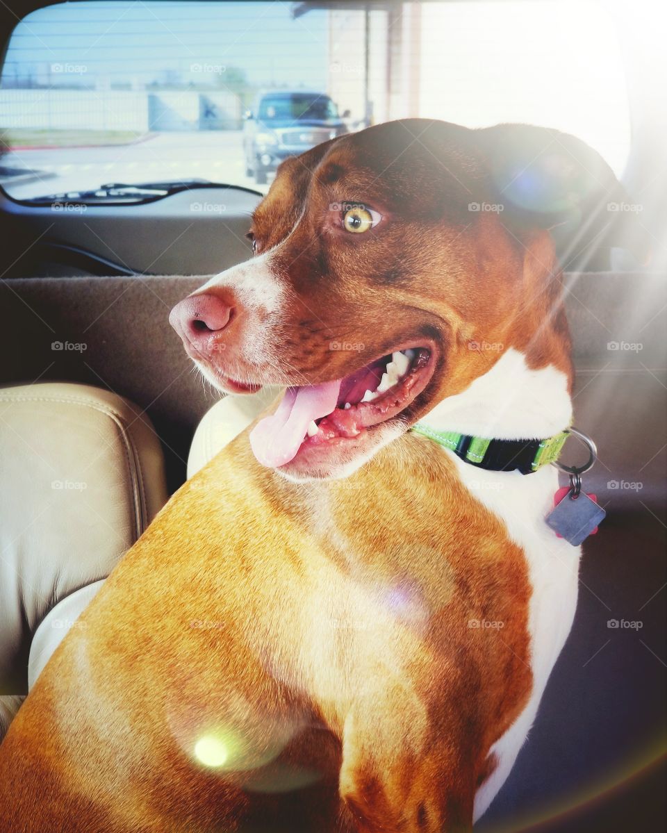 Our Sweet Puppy Dog Smiling in the Sun while Riding in the Car