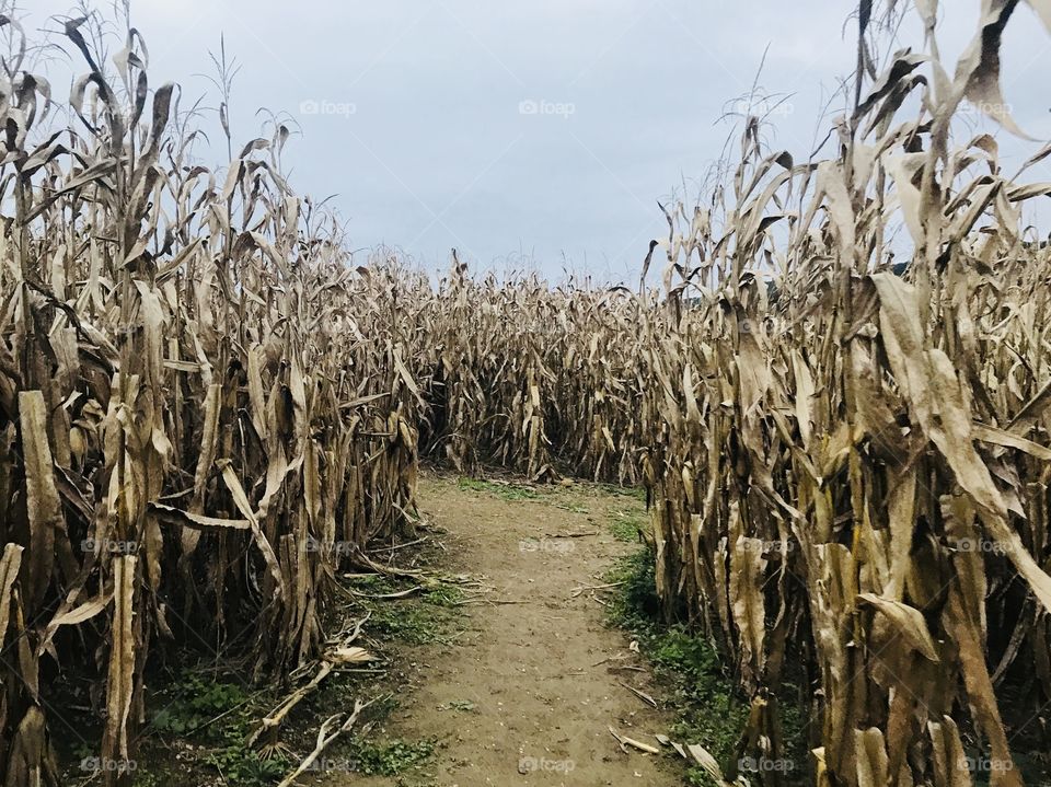 Fall Cornmaze